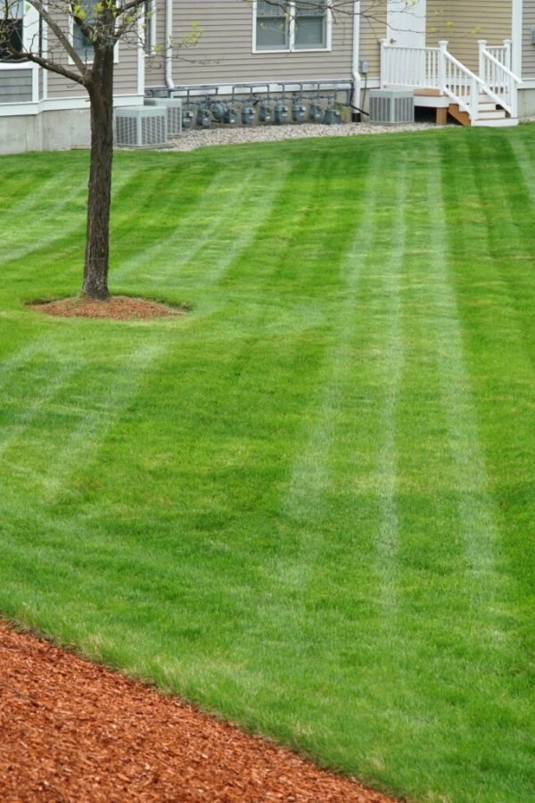 Choosing-the-Best-Grass-for-Your-Lawn-1-1536x1024